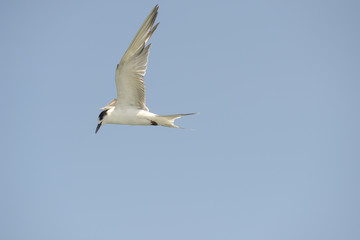 Little tern (Sternula albifrons) in flying action with blue sky background.