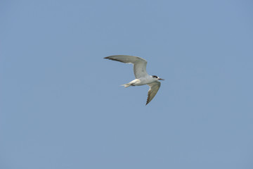 Little tern (Sternula albifrons) in flying action with blue sky background.
