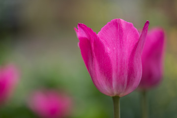 Close Up of Pink Tulip