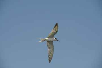 Little tern (Sternula albifrons) in flying action with blue sky background.