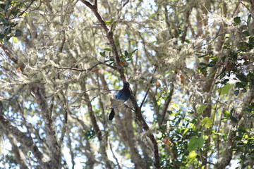 Blue jay bird on a tree