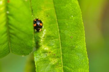 Close-up of various insects that inhabit wild plants