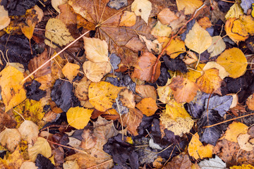 Closeup photography of leafs during the autumn season. 