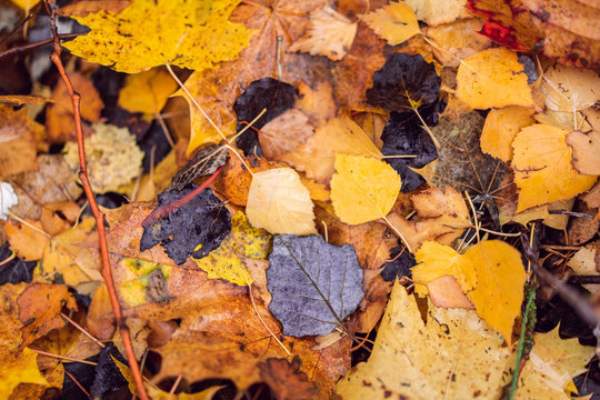 Closeup photography of leafs during the autumn season. 