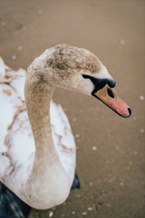Fototapeta premium Swan on the Baltic sea coastline during late Autumn season.