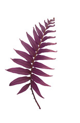 Purple fern leaves isolated from a white background clipping path 