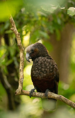 A close up of a New Zealand Kaka Parrot in a tree