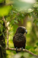 A close up of a New Zealand Kaka Parrot in a tree