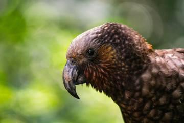A close up of a New Zealand Kaka Parrot	