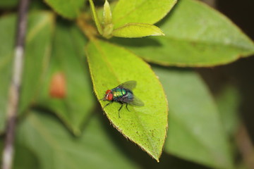 blue fly on the leaf