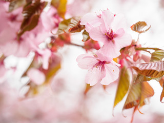 Pink flowers on a tree with leaves