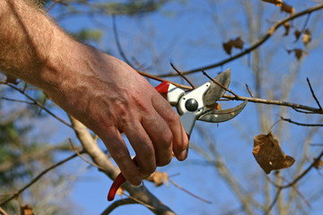 Older Male Hand Pruning a Branch With Shears