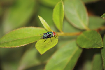 Naklejka premium blue fly on the leaf