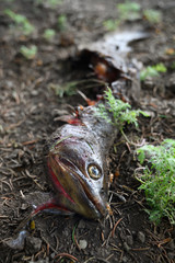 Face of Trout Carcass