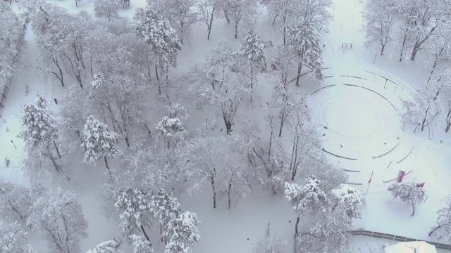 Flock of crows flying above park tall trees under snow at winter season.