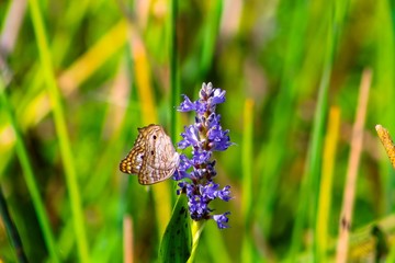 brown butterfly on a purple flower