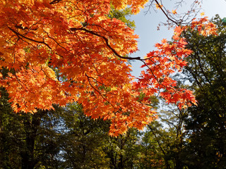 紅葉