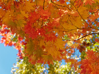 紅葉