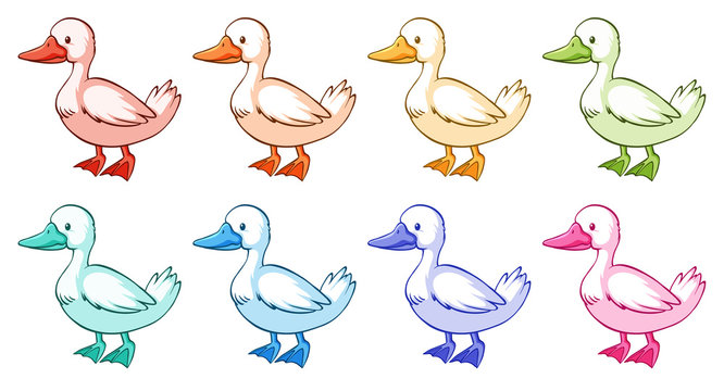Duck in eights different colors