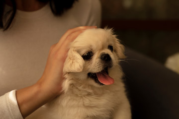 cute dog detail image - Stock Image