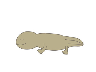 オオサンショウウオ