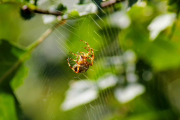 Spider hanging on its spider net. Blurred  background with  green plants. Weather and horror concept.