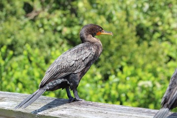 swamp bird with Turquoise eyes perched