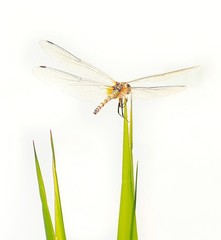 dragonfly on white background