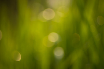 Obraz premium white bokeh abstract green background 