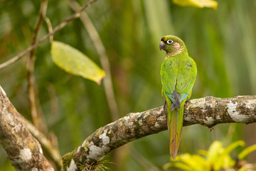 Maroon-bellied parakeet - Pyrrhura frontalis