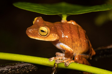 Obraz premium Blacksmith tree frog - Boana faber