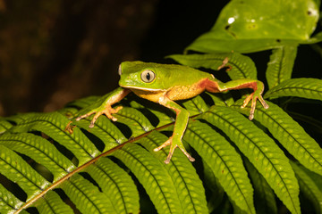 Sao Paulo Leaf Frog - Phyllomedusa distincta