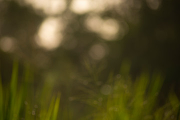 white bokeh abstract green background 