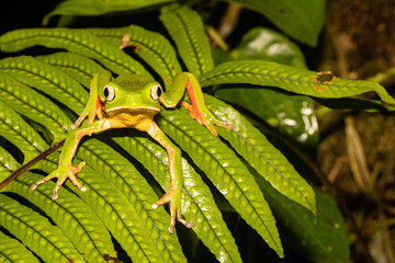 Sao Paulo Leaf Frog - Phyllomedusa distincta