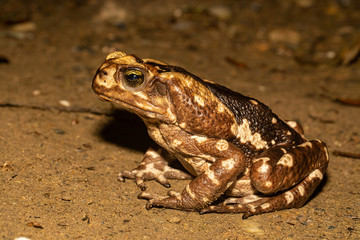 Yellow Cururu Toad - Rhinella icterica