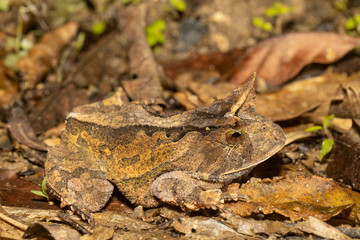 Rio de Janeiro's Smooth Horned Frog - Proceratophrys boiei