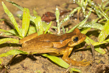 Porto Alegre golden-eyed tree frog - Trachycephalus mesophaeus