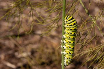 Black swallowtail caterpillar - Papilio polyxenes