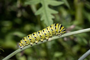 Black swallowtail caterpillar - Papilio polyxenes