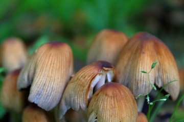 mushrooms in the forest