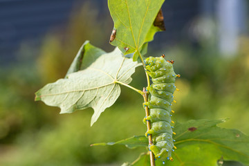 Cecropia moth caterpillar - Hyalophora cecropia