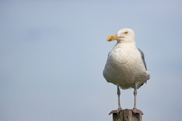 Adult herring gull - Larus argentatus