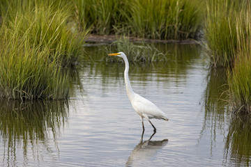 Great egret hunting in a marsh - Ardea alba