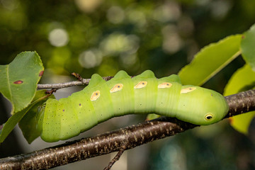 Green pandorus sphinx caterpillar - Eumorpha pandorus