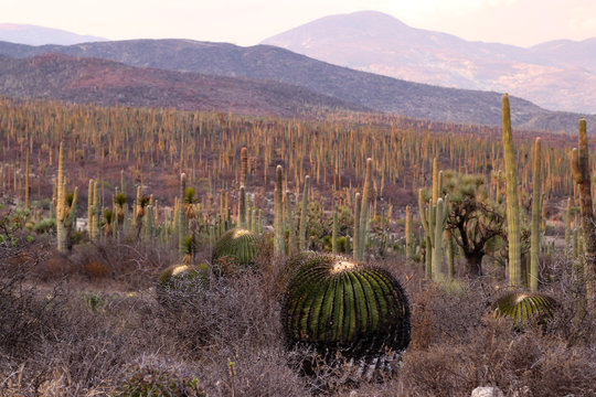 Desert landscape with local cactus species in Mexico
