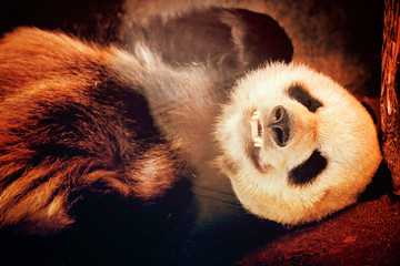 panda on tree