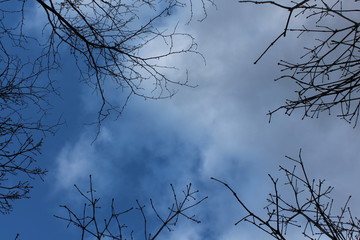 tree in the sky