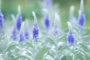 トウテイラン　夏に咲く 洞庭藍