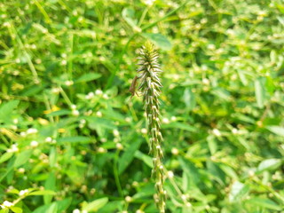 caterpillar on a branch