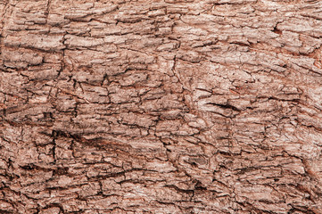 Old grungy wood bark tree trunk background natural  texture